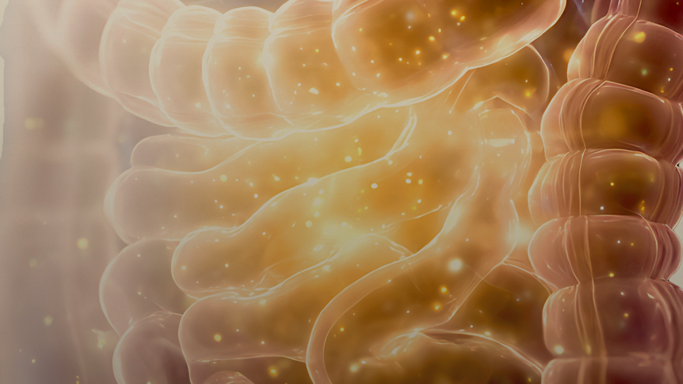 Wie Ihr Darm Ihren Blutzucker steuert